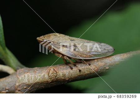 ホシアワフキ 68359269