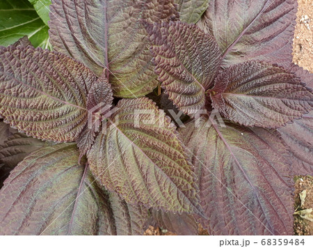 植物 葉っぱ 紫の写真素材