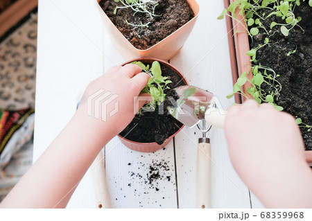 petunia seedlings in a flower pot. small shovel 68359968