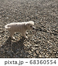 犬 子犬 ペット 68360554