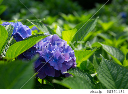 Lush blooming hydrangea close-up with green leaves. Blurred background.  68361181