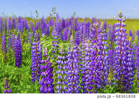 purple lupine flower closeup outdoors.Lupinus, lupin, lupine field with pink purple and blue flowers. Bunch of lupines summer flower background purple lupine flower closeup outdoors.Lupinus, lupin, lupine field with pink purple and blue flowers. Bunch of lupines summer flower background 68361838