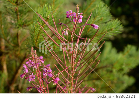 Fireweed flowers close up. Fireweed flowers close up. 68362321