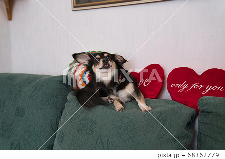 緑色のソファの背で遊ぶチワックス 緑色のソファの背で遊ぶチワックス 68362779