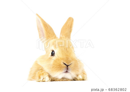 Head of a ginger rabbit on a white background. 68362802
