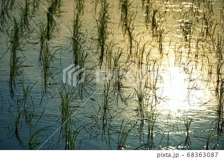 田植え時期 田植え時期 68363087