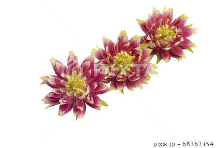 aquilegia flower isolated 68363354