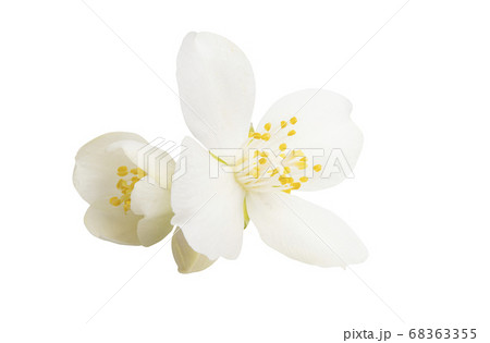 jasmine flower isolated 68363355