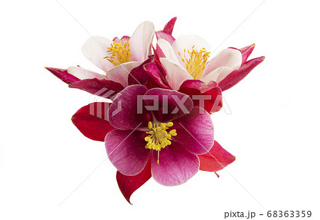 aquilegia flower isolated 68363359