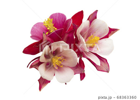 aquilegia flower isolated aquilegia flower isolated 68363360