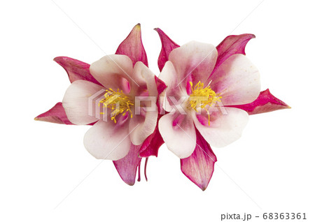 aquilegia flower isolated 68363361