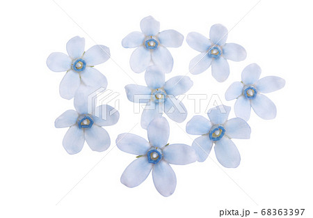 oxypetalum flower isolated oxypetalum flower isolated 68363397