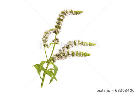 blooming mint isolated 68363406