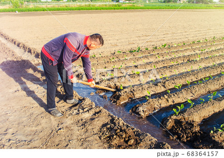 The farmer manages the irrigation of the plantation field with a shovel. Irrigation system, shut-off and flow redirection. Care of agricultural plants. Heavy watering. Manual labor. Agriculture farm The farmer manages the irrigation of the plantation field with a shovel. Irrigation system, shut-off and flow redirection. Care of agricultural plants. Heavy watering. Manual labor. Agriculture farm 68364157