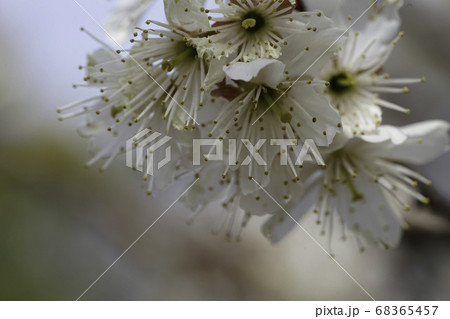 実桜の花 実桜の花 68365457