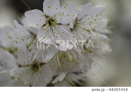 実桜の花 68365458