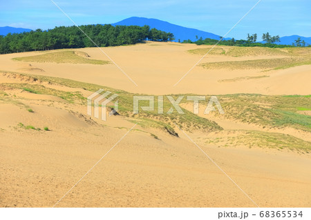 【鳥取県】晴天下の鳥取砂丘 【鳥取県】晴天下の鳥取砂丘 68365534