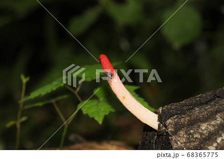 キツネノエフデ 68365775