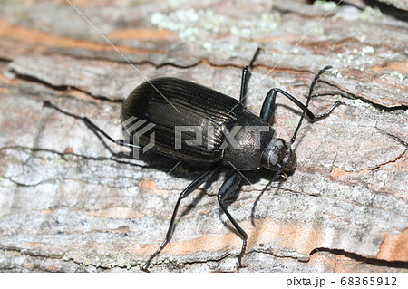 キマワリ 68365912