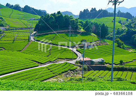 石寺の茶畑 茶畑 石寺の茶畑 茶畑 68366108