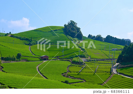 石寺の茶畑 和束町 石寺の茶畑 和束町 68366111