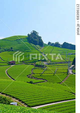 石寺の茶畑　和束町 68366112