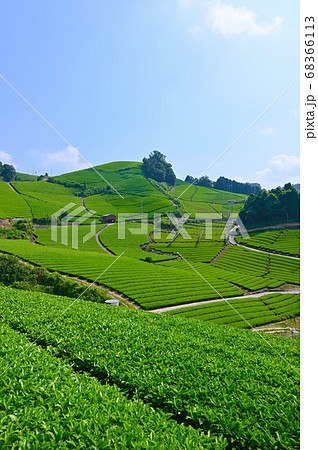 石寺の茶畑　和束町 68366113