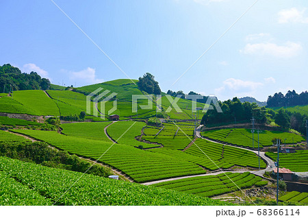 石寺の茶畑 和束町 石寺の茶畑 和束町 68366114