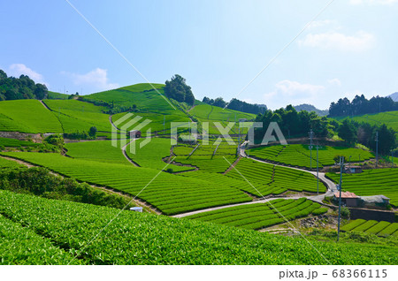 石寺の茶畑 京都府景観資産登録第一号 石寺の茶畑 京都府景観資産登録第一号 68366115