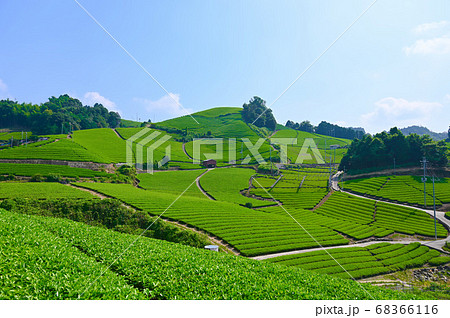 石寺の茶畑 京都府景観資産登録第一号 石寺の茶畑 京都府景観資産登録第一号 68366116