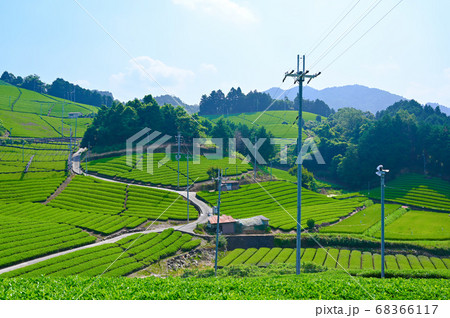 石寺の茶畑 茶畑 石寺の茶畑 茶畑 68366117