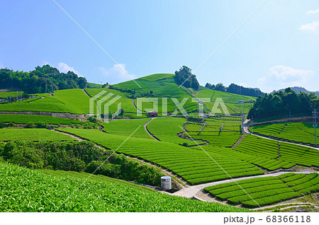 石寺の茶畑 和束町 石寺の茶畑 和束町 68366118