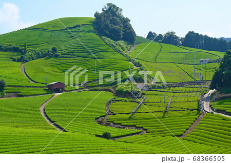 石寺の茶畑　日本遺産　和束町 68366505