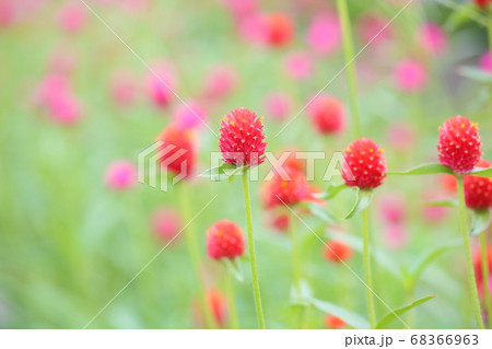 センニチコウの花 68366963