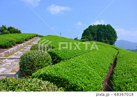 太鼓山古墳の茶畑 太鼓山古墳の茶畑 68367018