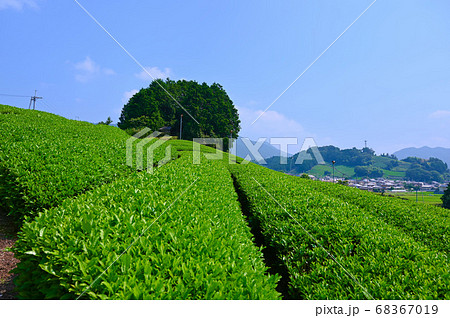 太鼓山古墳の茶畑 68367019
