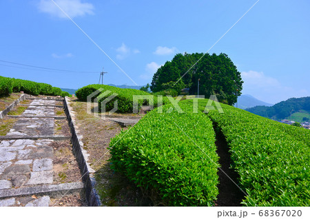 太鼓山古墳の茶畑 68367020