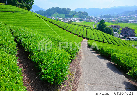 太鼓山古墳の茶畑 68367021