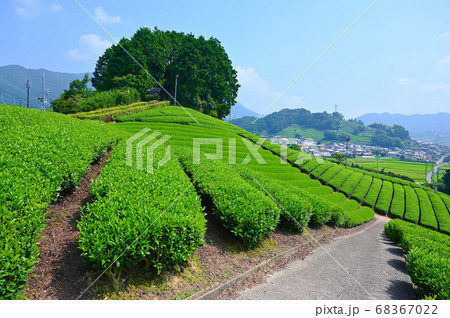 太鼓山古墳 安積親王陵墓　和束の茶畑 68367022