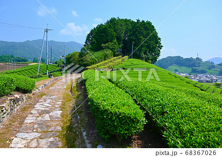 太鼓山古墳 安積親王陵墓 和束の茶畑 太鼓山古墳 安積親王陵墓 和束の茶畑 68367026