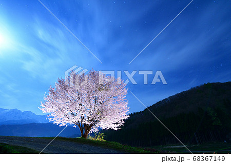 夜桜（野平のさくら）長野県 68367149