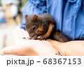 手の上で餌を食べるエゾリスの子ども 68367153