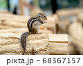 丸太の上でエサを食べるシマリス 68367157