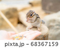手からエサをもらって食べるシマリス 68367159