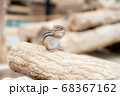 丸太の上でエサを食べるシマリス 68367162