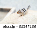 木の上を歩くシマリス 68367166