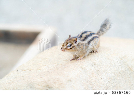 木の上を歩くシマリス 68367166