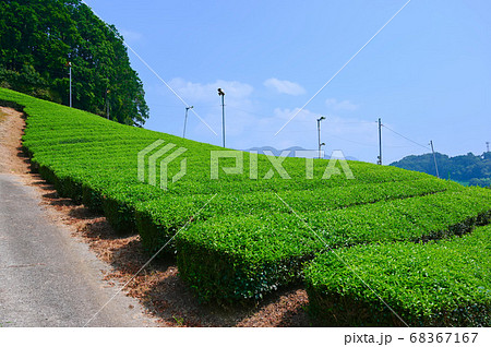 太鼓山古墳 和束の茶畑 太鼓山古墳 和束の茶畑 68367167