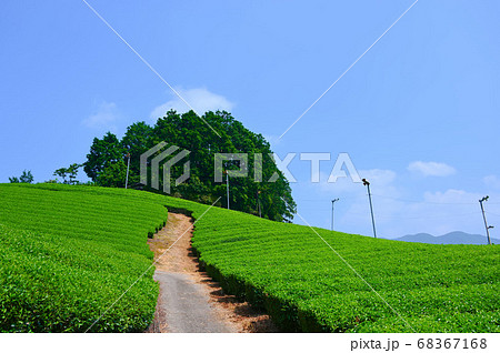 太鼓山古墳　和束の茶畑 68367168