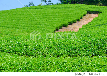 太鼓山古墳　和束の茶畑 68367169